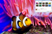 Coral Fish Windows 7 Theme