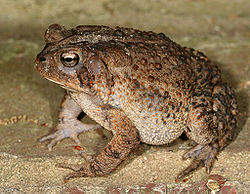 Bufonidae