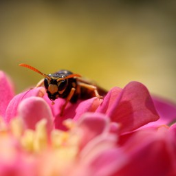 Bee Wallpapers