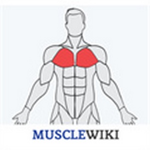 MuscleWiki