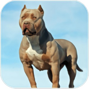 ȮģϷ(Pitbull Dog Simulator)