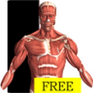 visual body(Visual Anatomy Free)