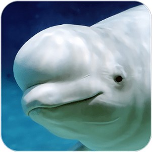 ׾ģ(The Beluga Whale)