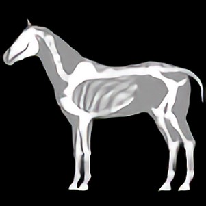 ƥģ3d(3D Horse Anatomy Software)